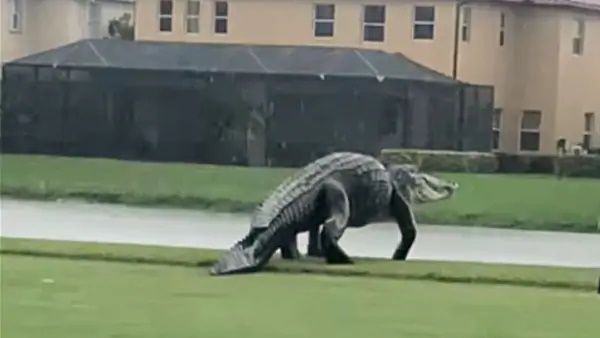 પહેલાં ક્યારેય નહિ જોયો હોય 'ડાયનાસોર' જેવો મઘર