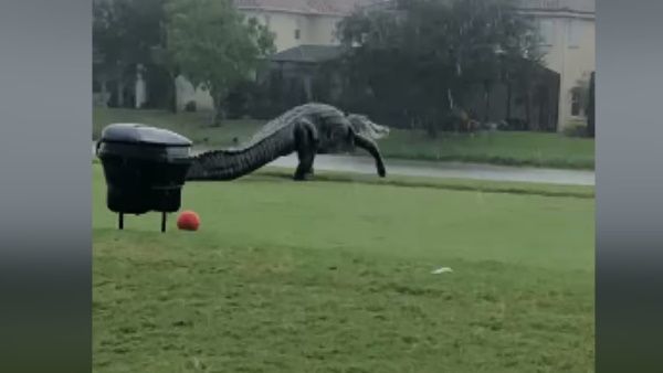 મઘરની સરખામણી ડાયનોસોર સાથે થઈ