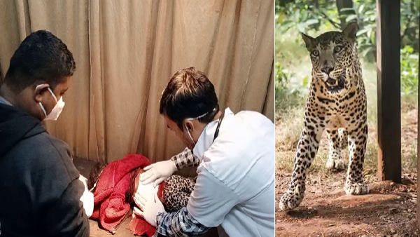 ચિત્તાએ 2 વર્ષના બાળક પર હુમલો કર્યો, બાળકનું મોત