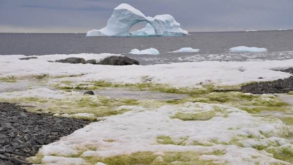 એન્ટાર્કટિકામાં પડ્યો લીલો બરફ(2020)