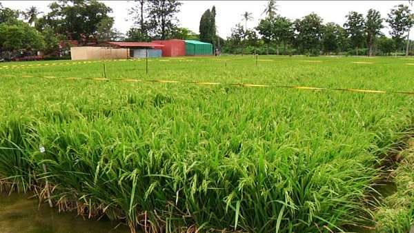 ગુજરાતઃ આદિવાસી વિસ્તાર ડાંગ હવે બનશે ઑર્ગેનિક ખેતી કરતો જિલ્લો