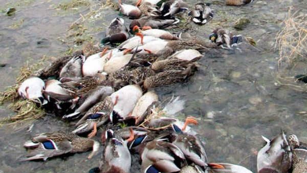 વધુ એક વાયરસનો કહેર, જૂનાગઢમાં અવિના ફ્લૂથી 53 પક્ષીનાં મોત