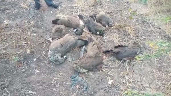Bird Flu: સુરેન્દ્રનગરમાં મૃત પક્ષીઓ મળી આવ્યા, તંત્રમાં દોડધામ