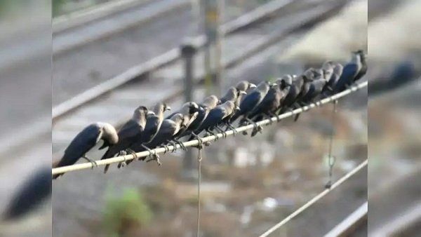 બર્ડ ફ્લુનુ જોખમઃ ગુજરાતમાં મૃત મળ્યા 40 કાગડા અને બગલા, તપાસ માટે ભોપાલ મોકલાયા સેમ્પલ