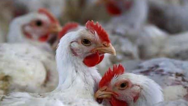 મહારાષ્ટ્રમાં કોરોના સાથે વધ્યા બર્ડ ફ્લુના મામલા, પાલઘરમાં તમામ મરઘા ફાર્મ બંધ