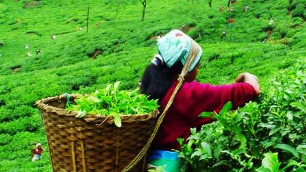 અસમ અને પશ્ચિમ બંગાળ માટે સરકારે ખોલ્યો પિટારો, ચાના બગીચાઓના શ્રમિકો માટે 1000 કરોડ રૂપિયા ફાળવ્યા