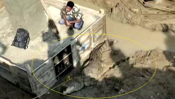 11 ફૂટ લાંબો વિશાળકાય મગર નિર્માણ-સ્થળના દલદલમાં આવી ફસાયો, ટીમે આ રીતે કર્યો રેસ્ક્યુ