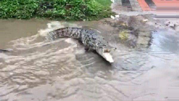 અહીં મળે છે વિશાળકાય મગર