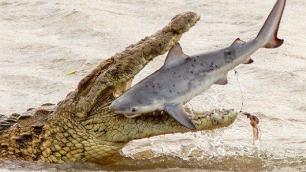 માછલીના અસ્તીત્વ પર ખતરો