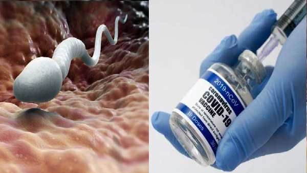Covid Vaccination: પુરુષોની પ્રજનન ક્ષમતા પર અસર કરી શકે છે આ વેક્સીન, જાણો શું કહે છે આ સ્ટડી