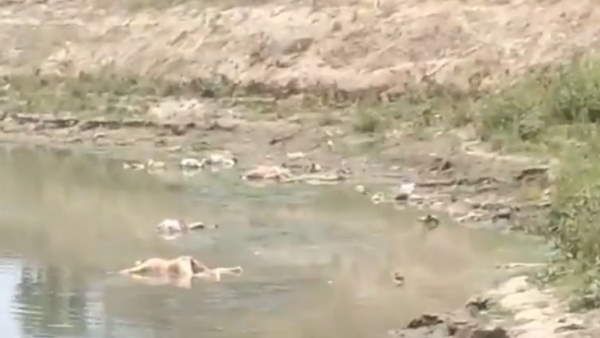 બિહારના બક્સરમાં ગંગામાં મળી 150થી વધારે મૃતદેહ, કોરોનાના દર્દીઓના શબ હોવાની આશંકા