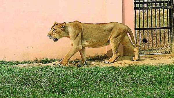 હૈદરાબાદના 8 સિંહ બાદ ઈટાવાની એક સિંહણ કોરોના સંક્રમિત