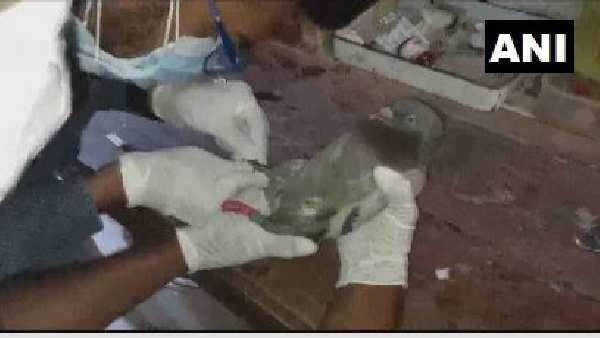 વડોદરાના હાલોલમાંથી મળી આવ્યુ ચીપ ફિટ કરેલુ શંકાસ્પદ કબૂતર