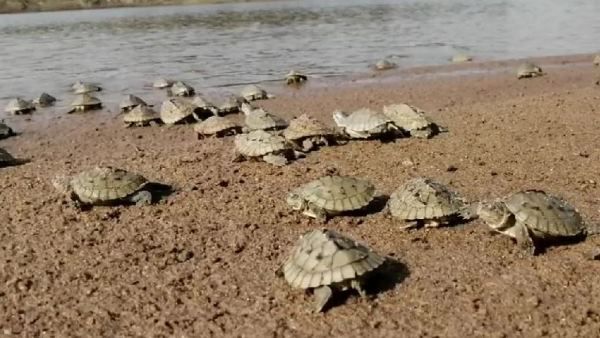 વિશ્વ કાચબા દિવસ પર વેબસાઈટ અને એપ લૉન્ચ કરી