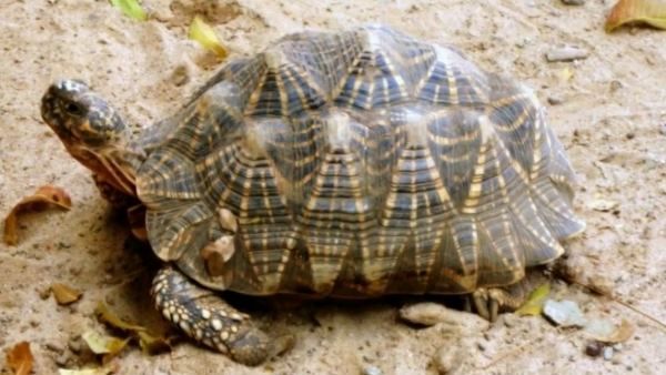 2008થી ચલાવી રહ્યા છે પ્રોજેક્ટ