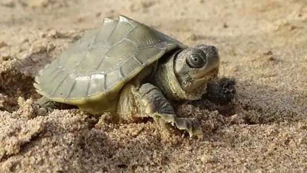 બધા કાચબા સંરક્ષિત