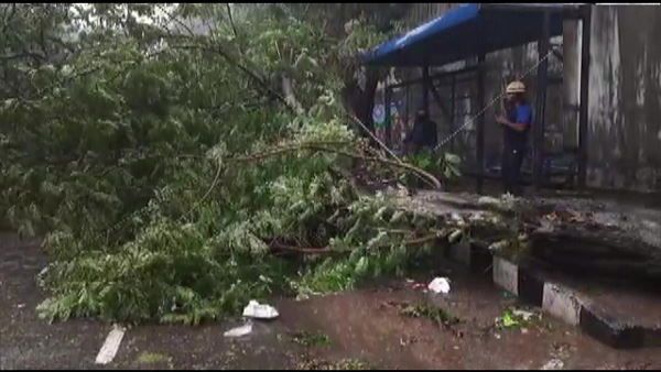 Cyclone Tauktae: વાવાઝોડાથી વિનાશના દ્રશ્યોઃ હજારો વૃક્ષો પડ્યા, ભારે વરસાદથી વિજળી ડુલ, દિવસે પણ અંધારુ