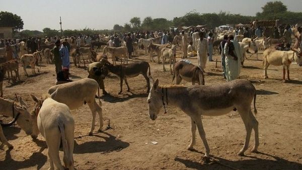 દર વર્ષે એક લાખ નવા ગધેડા