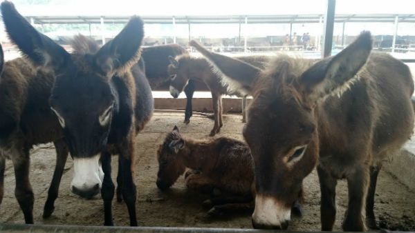 પાકિસ્તાનમાં ગધેડાનો વેપાર