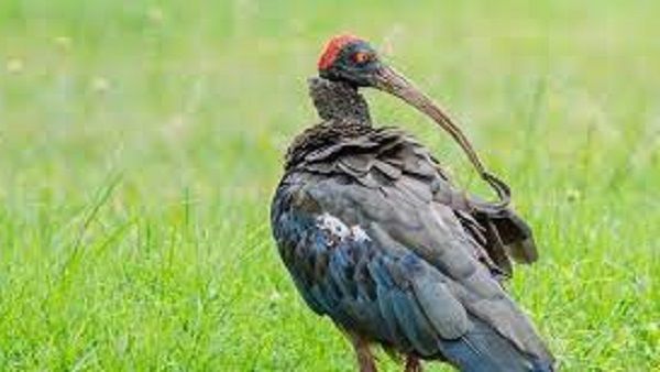 અમદાવાદ: રાણીપમાંથી બ્લેક આઇબીસ પક્ષીનો એનિમલ લાઇફ કેર સંસ્થા દ્વારા બચાવ