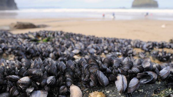 ગરમી વધતા 100 કરોડ દરિયાઈ જીવ મોતને ભેટી શકે છે