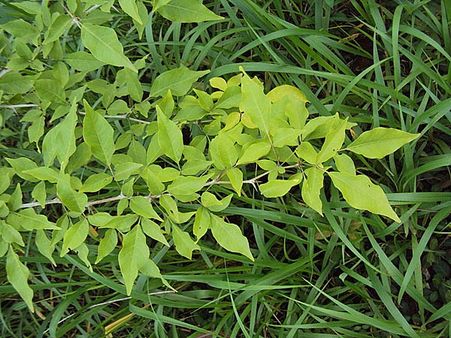 આ વૃક્ષના પાન વાળથી પેટ સુધીની સમસ્યાનું કરે છે સમાધાન