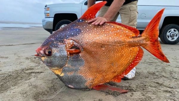 માછલી પર રિસર્ચ જરૂરી