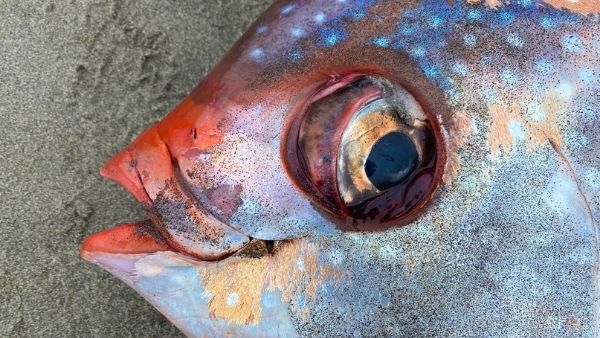 સમુદ્રની સ્થિતિમાં બદલાવ