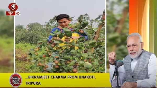 કોવિડ કાળમાં પ્લમ (આલૂ- લાલ કલરનું એક ફળ)ની ખેતી વધી