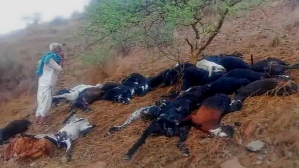 ગુજરાતમાં ધોધમાર વરસાદ, વીજળી પડતા 60 બકરીઓના મોત