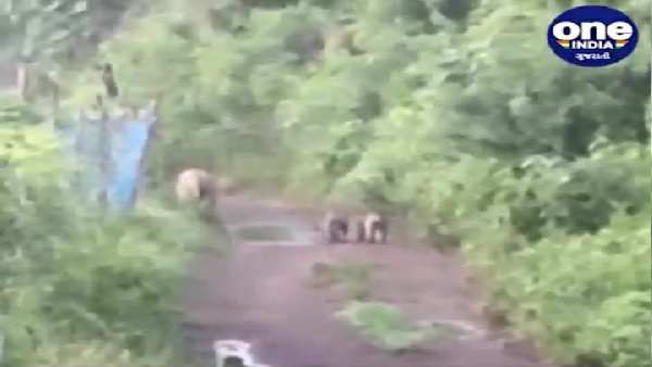 અમરેલીઃ સાવરકુંડલામાં મૃત સિંહના નખ ગુમ થવા મામલે વન વિભાગે કરી તપાસ