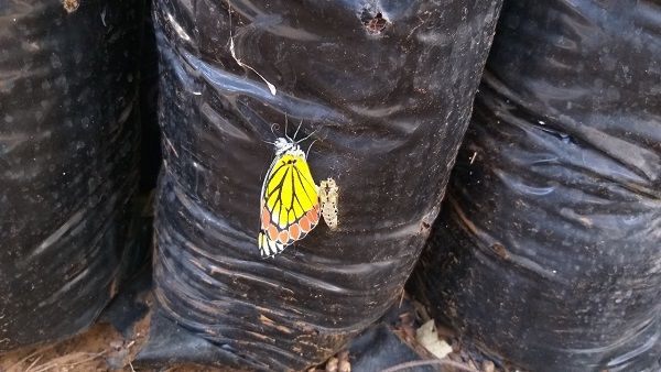 પતંગિયાનો મેળો