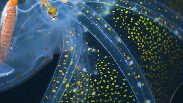 મહાસાગરમાં ચમત્કાર