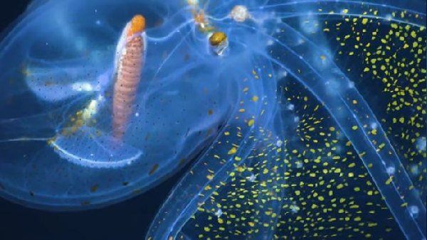 દુર્લભ ગ્લાસ ઓક્ટોપસનો વીડિયો જારી કરાયો