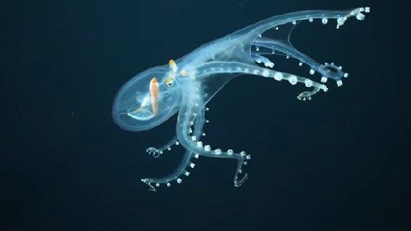 1918 માં પ્રથમ વખત શોધ થઈ