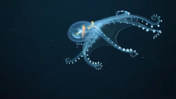 45 સેન્ટીમિટર લંબાઈ ધરાવે છે