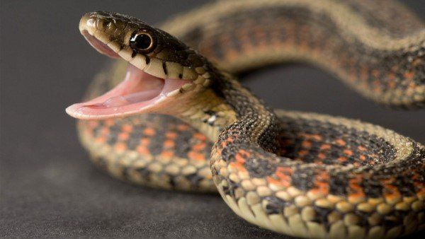 અમેરિકામાં સાપોમાં રહસ્યમય દુર્લભ રોગ દેખાયો, મમી જેવા શરીર થઈ રહ્યા છે