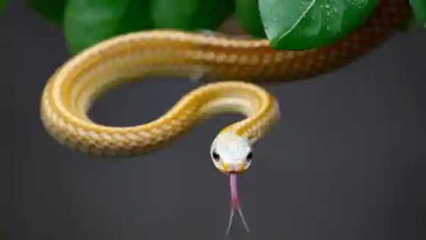 ખૂબ જ જોખમી રોગ