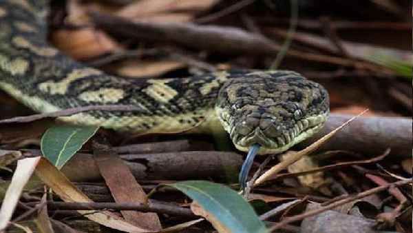 બચકા સામે ભર્યું બચકુને ગુમાવ્યો જીવ, જાણો સાપને કરડવાથી શું થાય છે?