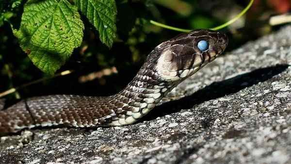 માણસે સાપ કરડ્યાનો બદલો લીધો