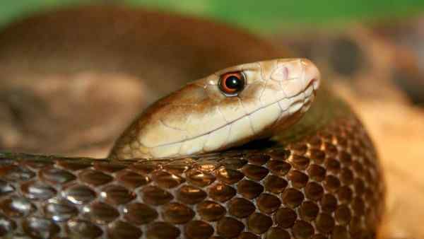 આ સાપની પ્રજાતિઓ ભારતમાં જીવલેણ છે