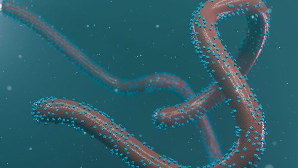 આ વાયરસ કેવી રીતે ફેલાય છે? આ વાયરસ કેવી રીતે ફેલાય છે?