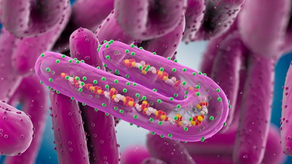 Marburg Virus: કોરોનાની જેમ ફેલાતો 'મારબર્ગ' વાયરસ કેટલો ખતરનાર છે?