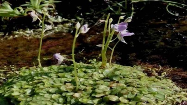 ગીરના જંગલમાંથી દુર્લભ માંસાહારી વનસ્પતિ મળી આવી!