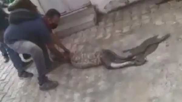 અજગર ગળી ગયો વાંદરાનુ બચ્ચુ, વન વિભાગની ટીમે કર્યો બચાવ