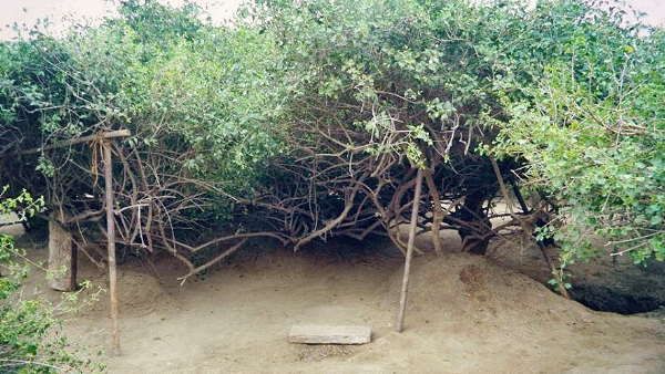 રાત્રે નિધીવન જનારા પાછા નથી ફરતા