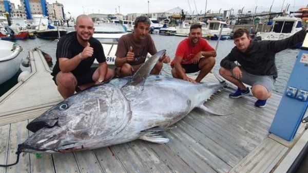 ભૂલથી જાળમાં ફસાઈ દૈત્યાકાર માછલી