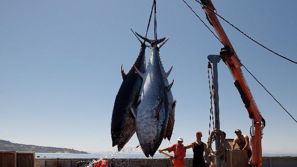 માછલીએ ત્રણે દોસ્તોને બનાવ્યા લાખોપતિ
