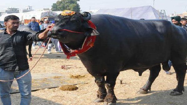 21 કરોડ રૂપિયાની બોલી લાગી હતી