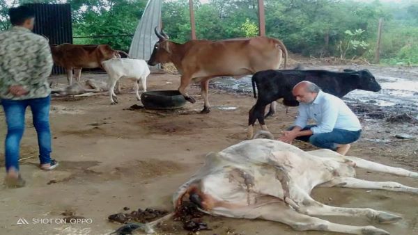 ગોશાળા 2009 થી કાર્યરત ગોશાળા 2009 થી કાર્યરત